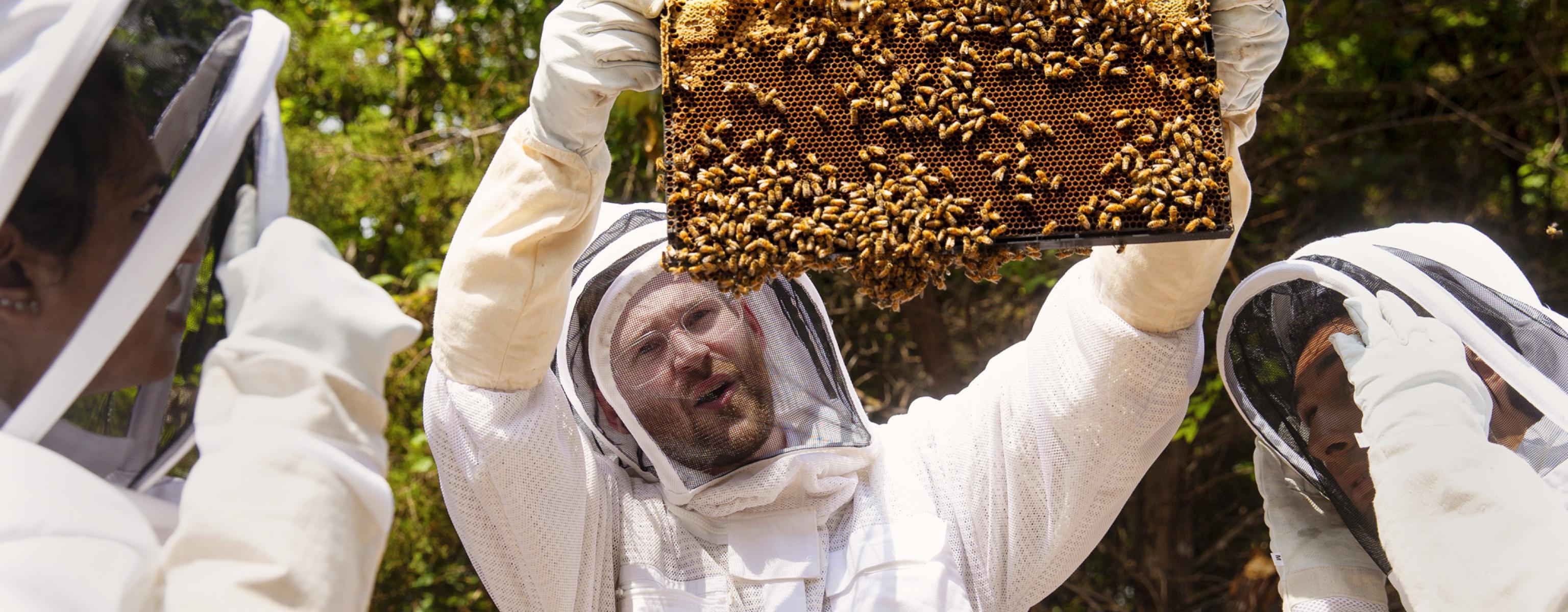 Professor Matthew Steffenson holds up a tray of bees on their honeycomb as he and students wear beekeeper suits and look at the bees.