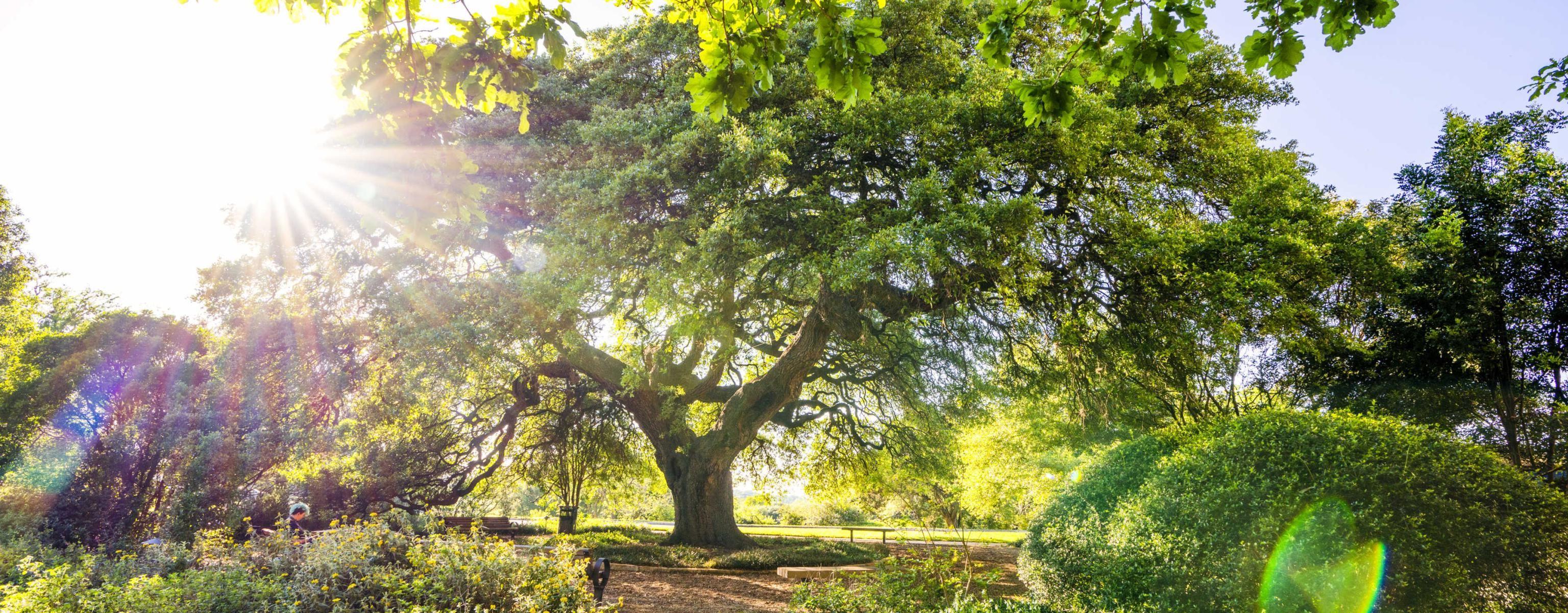 Sorin Oak on the St. Edward's campus